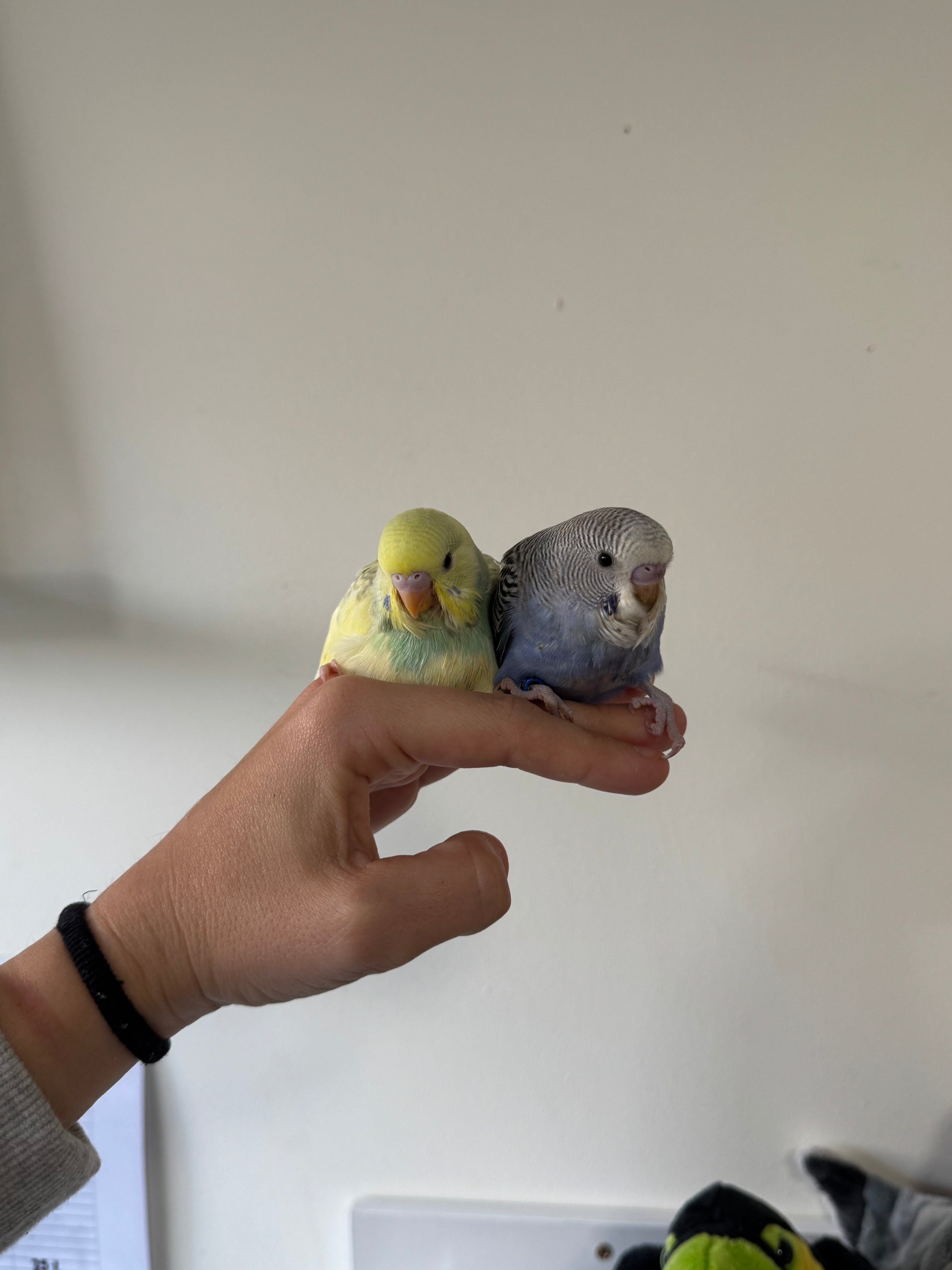 budgies