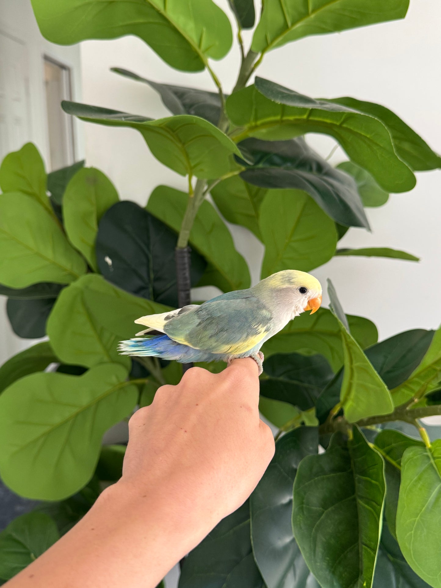 Peachface Lovebird - Available for Deposit
