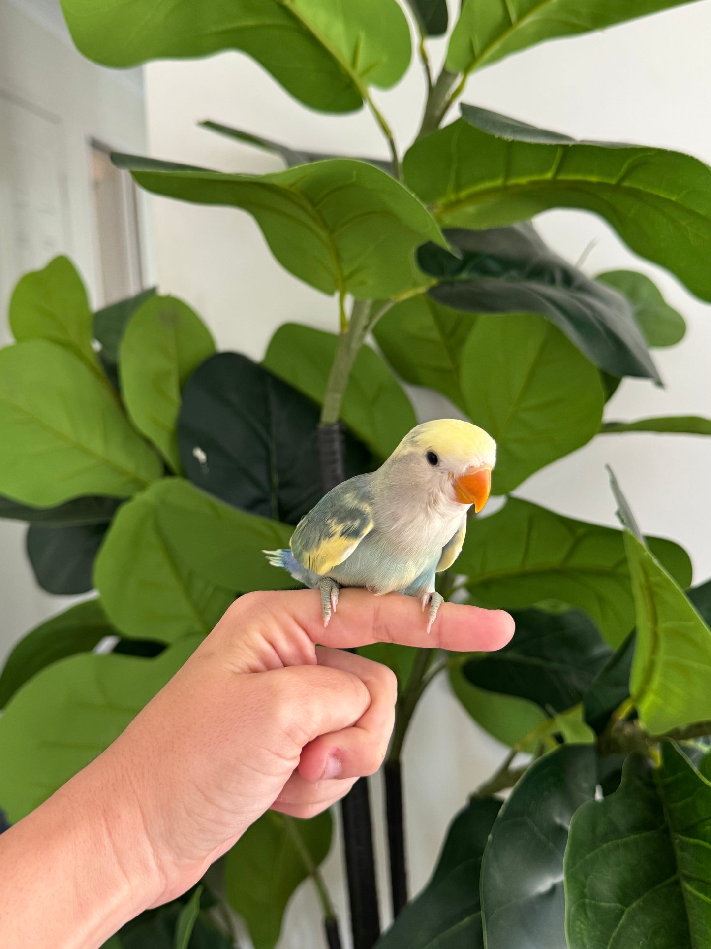 Peachface Lovebird - Available for Deposit