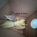 Pending Baby 6